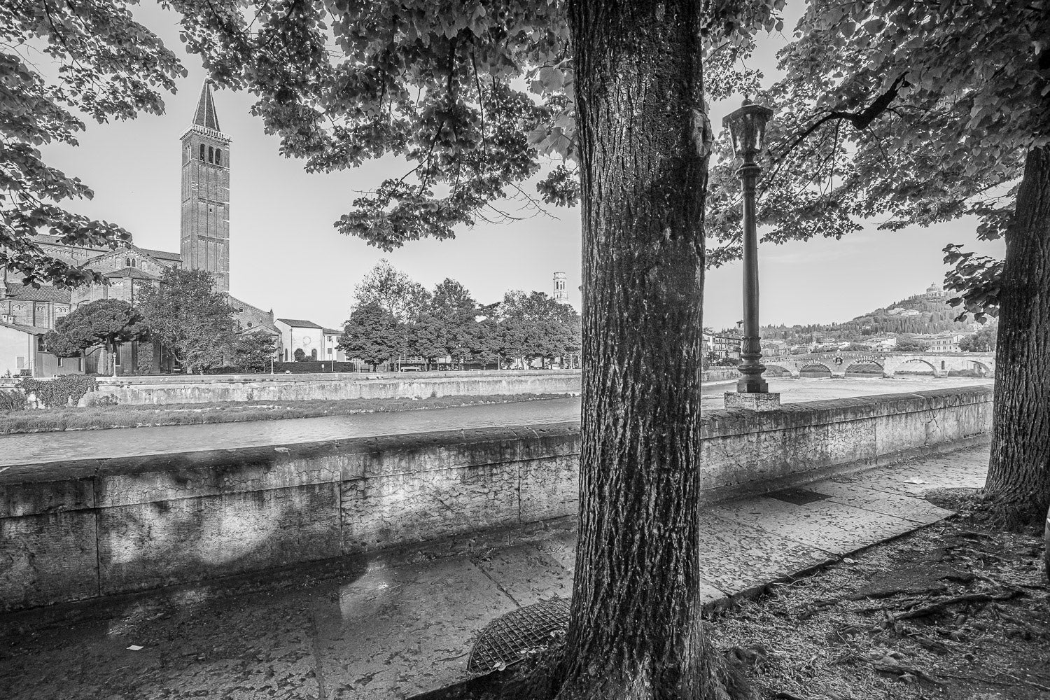 (0406) Verona Renova #0445