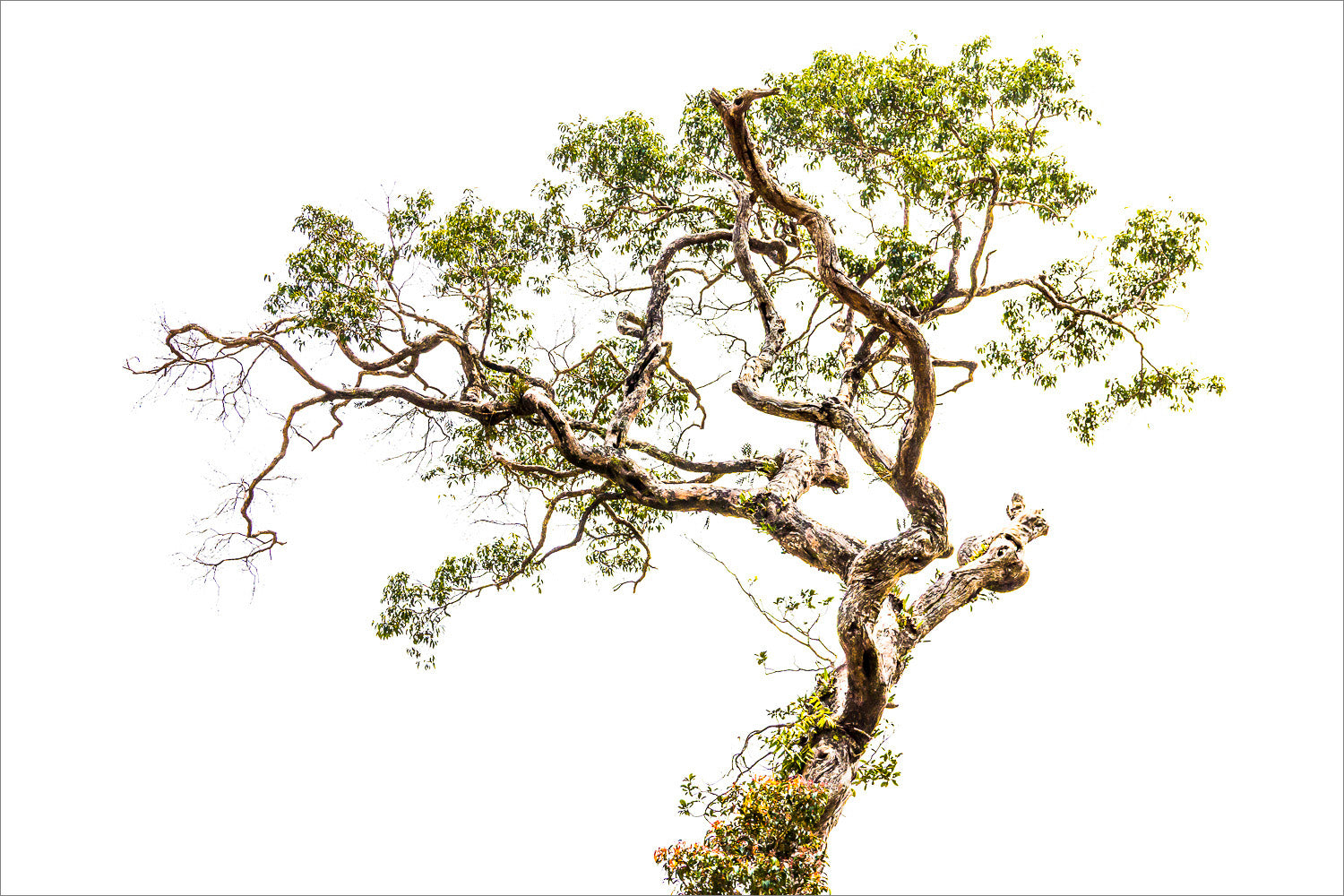 (2012) Bonsai #02