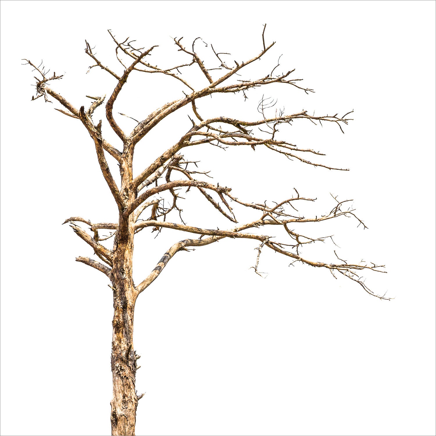(2011) Bonsai #04