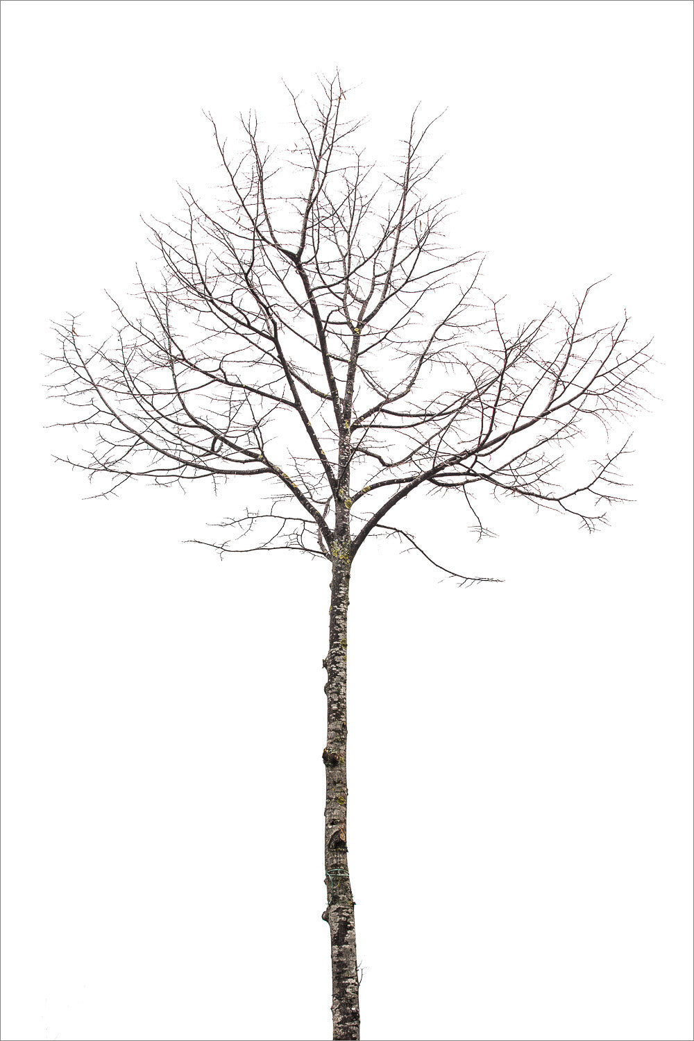 (2010) Bonsai #06