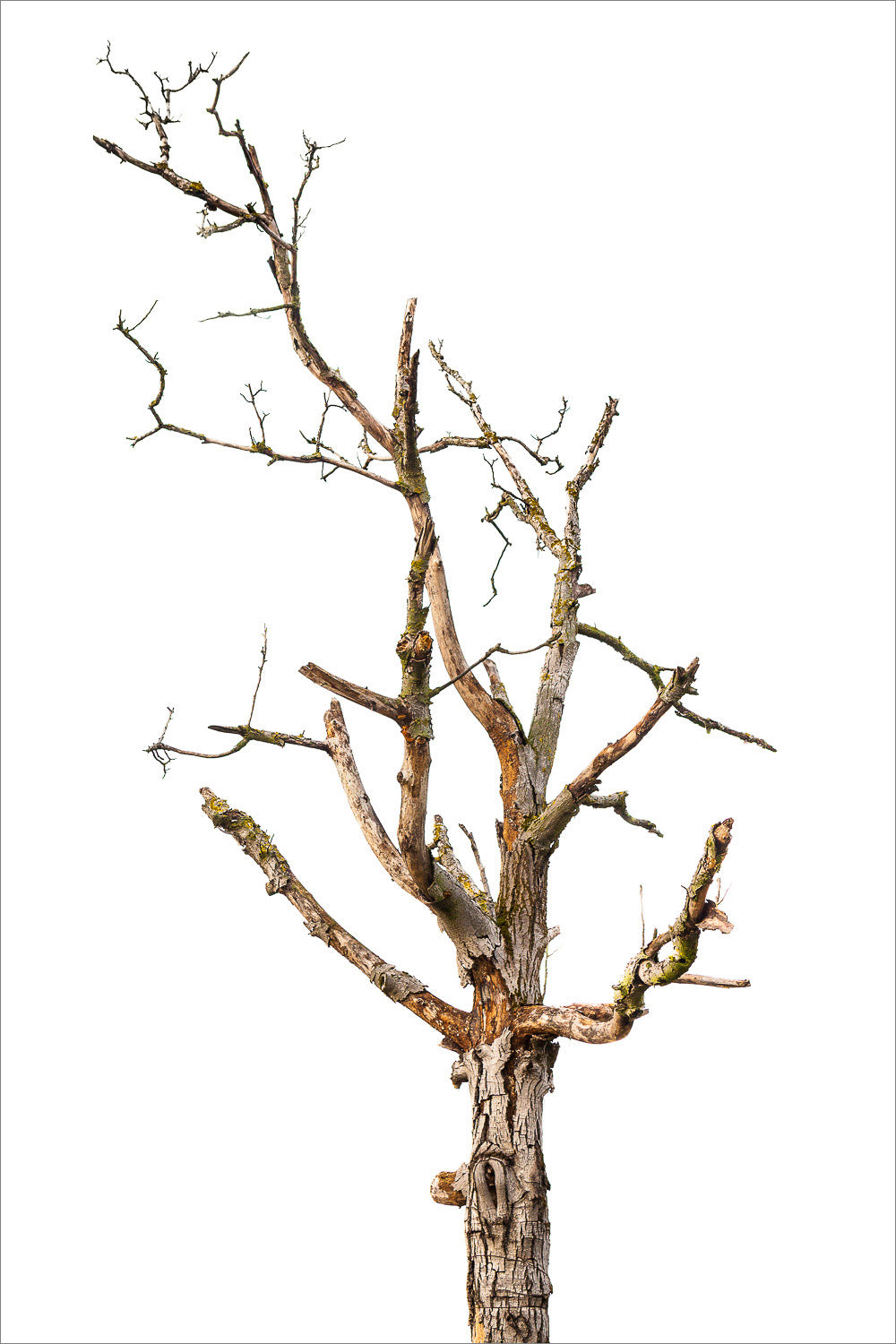 (2009) Bonsai #08
