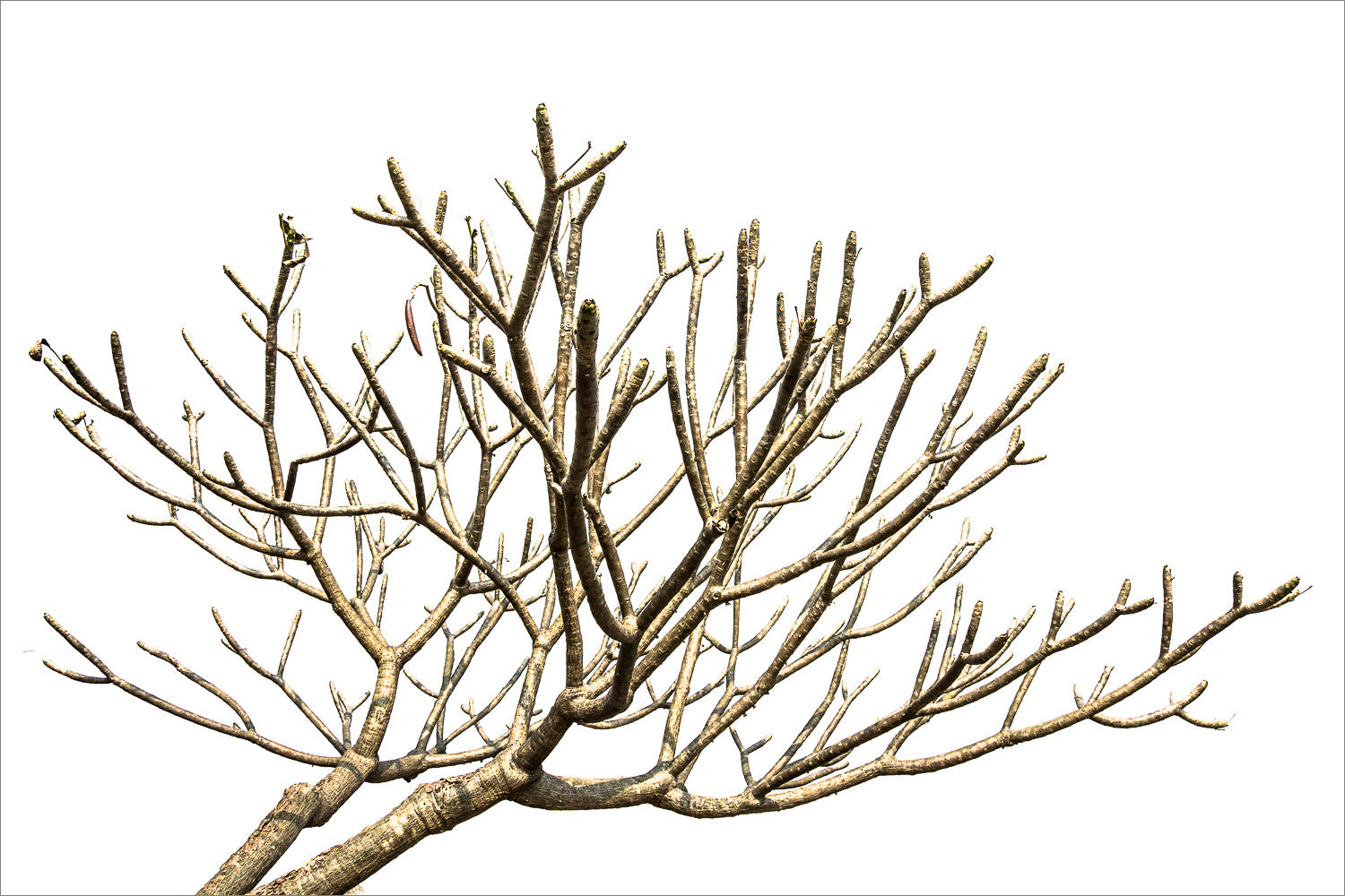 (2013) Bonsai #12